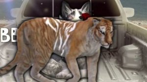 Wild Craft тренд come to Brazil