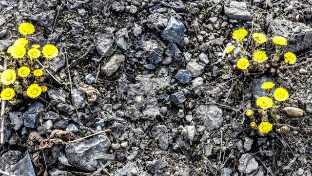 Зацветает Земля(под музыку Сергея Чекалина)