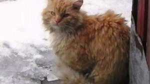 « Кто - то должен любить некрасивых... «
    ( автор И. Бродский)