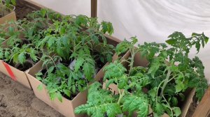 Вынесла рассаду томатов 🍅 в теплицу