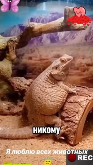 Животные-приколы и не только😉😅
