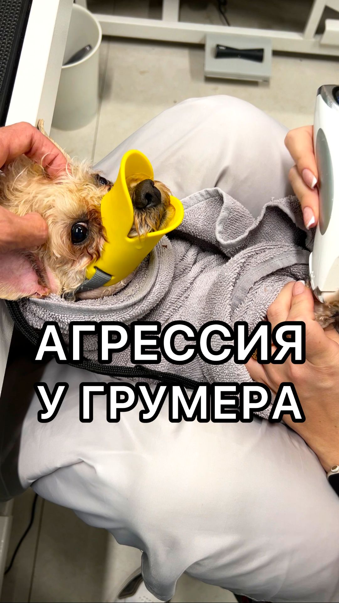 Агрессия у грумера