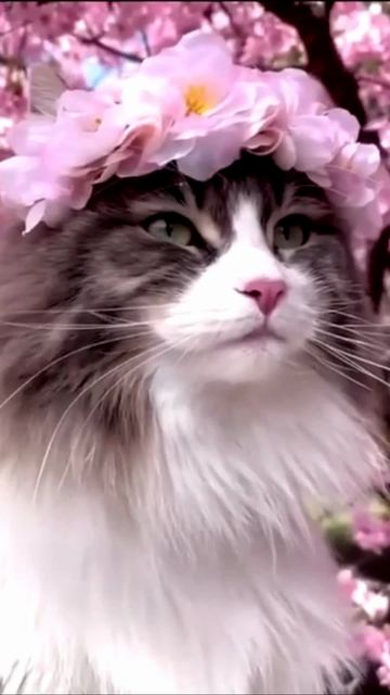 Заставка для видео Кошка невеста № 545