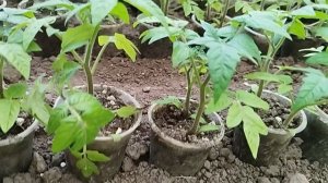 Основные правила для сильной рассады 🌿🌿🌿