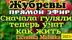 Жубревы Life Vlog _Прямой эфир _Обзор стрима__Сначала гуляли __Теперь эксперты в семейной жизни __