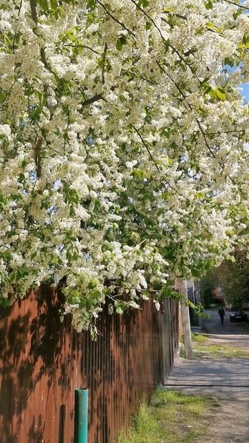 Цветущая черёмуха