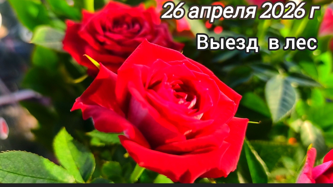 26.04.Выезд в лес. Пусть этот день останется в памяти. Какая же красивая у нас природа .Согласитесь