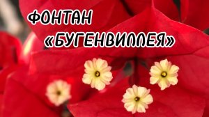 Краснодар 2026. Фонтан «Бугенвиллея» в солнечный день✅