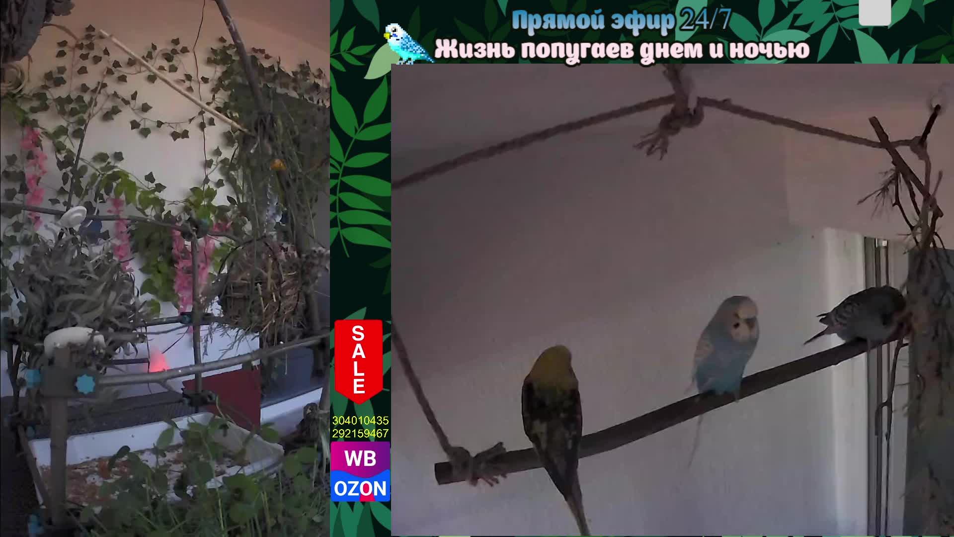 Волнистые попугаи 🦜🦜🦜 | авиарий на балконе📍