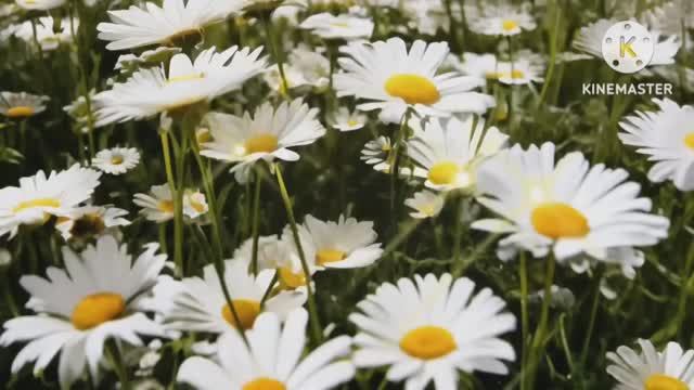 *** ДЛЯ ЛЮБИТЕЛЕЙ МУЗЫКИ *** СЕРГЕЙ ГРИЩУК *** СБОРНИК ЛУЧШИХ МЕЛОДИЙ ***