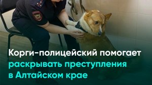 Корги-полицейский помогает раскрывать преступления в Алтайском крае