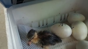 А он вовсе не Гримо. Первый есть, но не тот кого ждали.