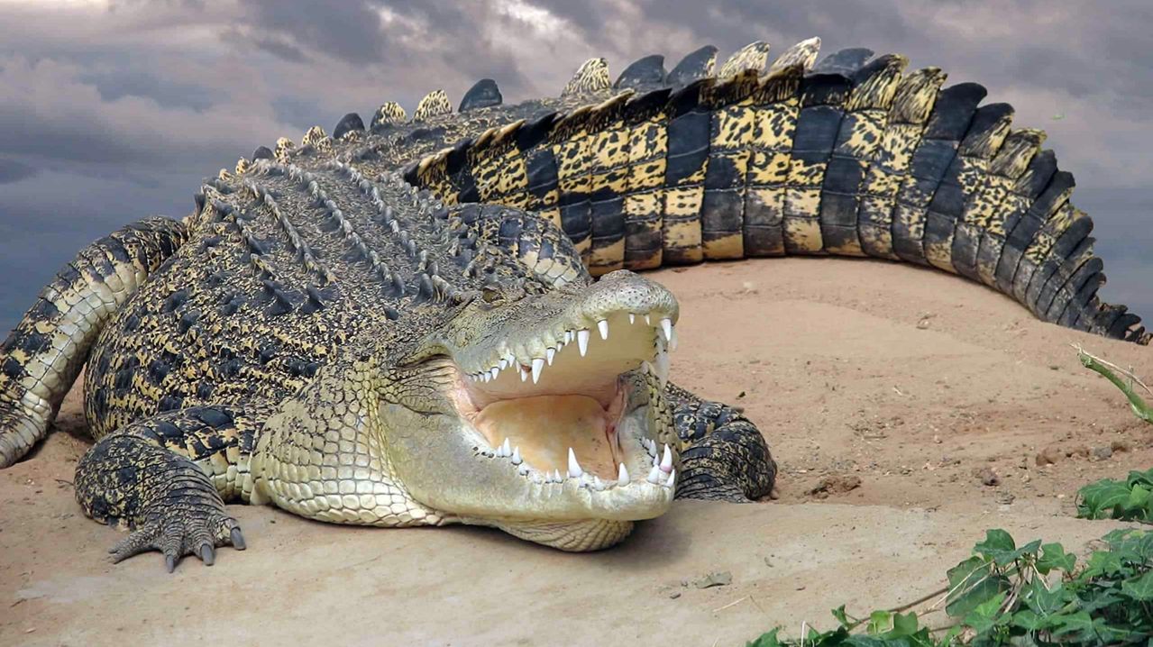 🦂Убийственный аппетит и 🦎тайные вечеринки:🐊 кого боятся крокодилы?