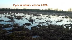 Гуси и манки.