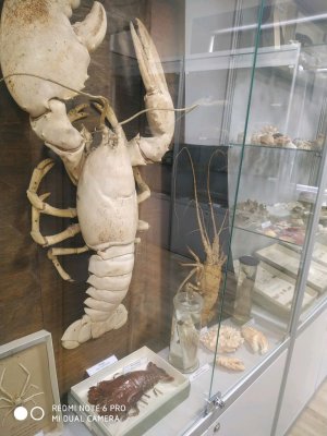 рякцыя как я играю в стендофф 2