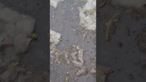 Шооооооок ! 2