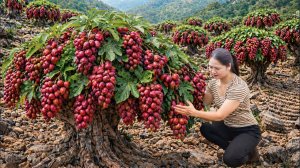 Сбор дикого инжира в лесу | Древний кисло-сладкий маринованный инжир.