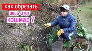 Страшно? - Не бойтесь! Обрезка ЧАЙНО - ГИБРИДНЫХ роз. Роз ФЛОРИБУНДА и МУСКУСНЫХ роз.