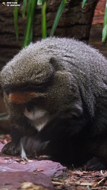 Мартышка Бразза по имени Чуча нашла вкусняшку. Ленинградский зоопарк