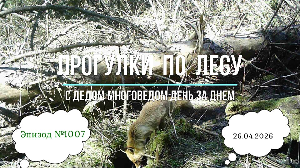 Прогулки по лесу. День за днем с дедом Многоведом. 26 апреля 2026г. Эпизод 1007.