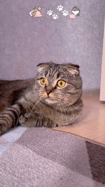 Автор видео: Tikhon_du_plessis