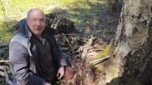 Берёзовый сок. Сбор и заготовка.