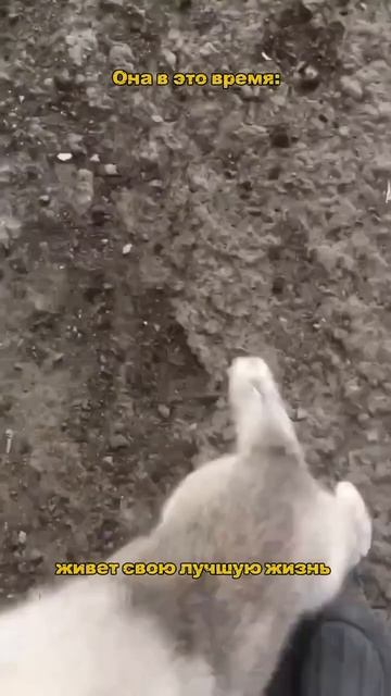 гостиница/передержка Барнаул