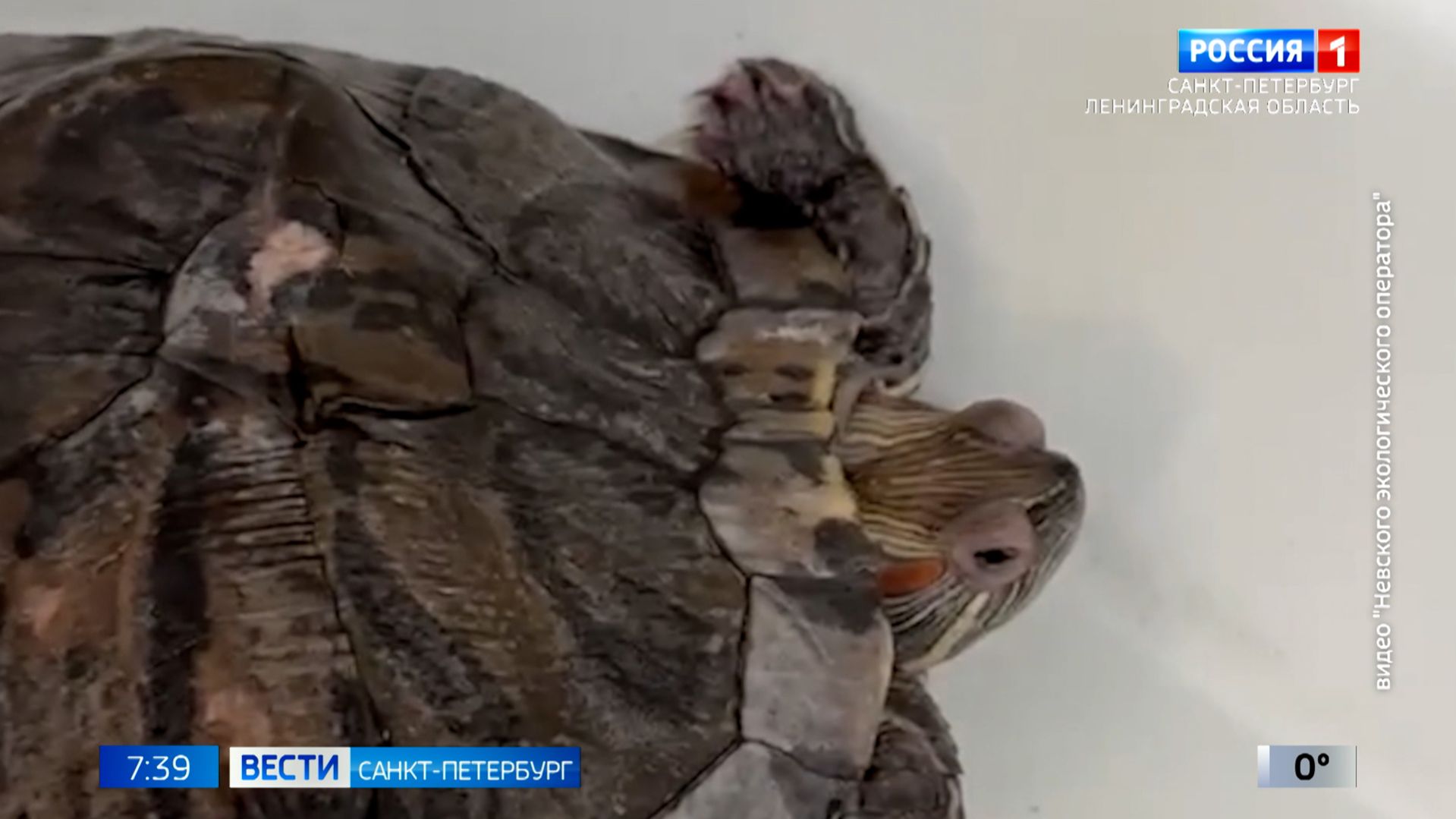 Вести Санкт-Петербург. Выпуск 07.35 от 27.04.2026