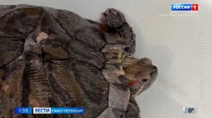 Вести Санкт-Петербург. Выпуск 07.35 от 27.04.2026