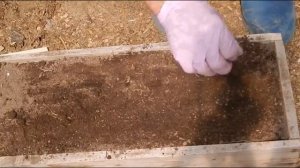 Пикировка рассады табака (ошибки и теория)