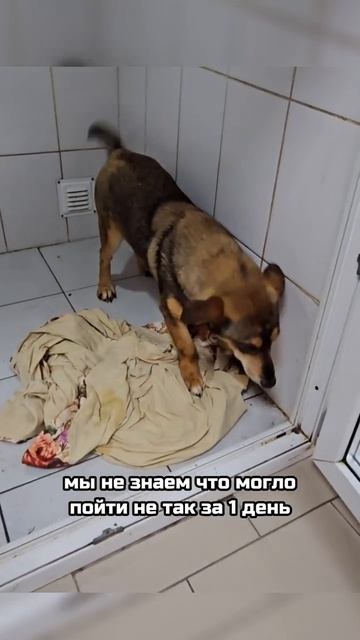 Мечта, которая длилась один день: Ганс снова в приюте.