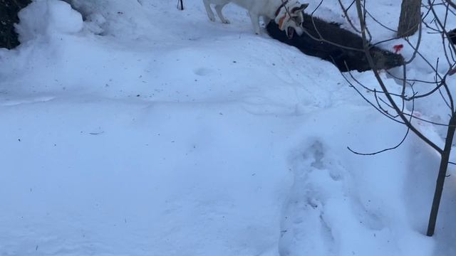 Охота на кабана с лайкой