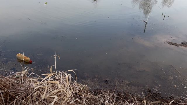 Весенняя утиная охота с подсадной