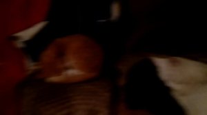 Кошки спят...