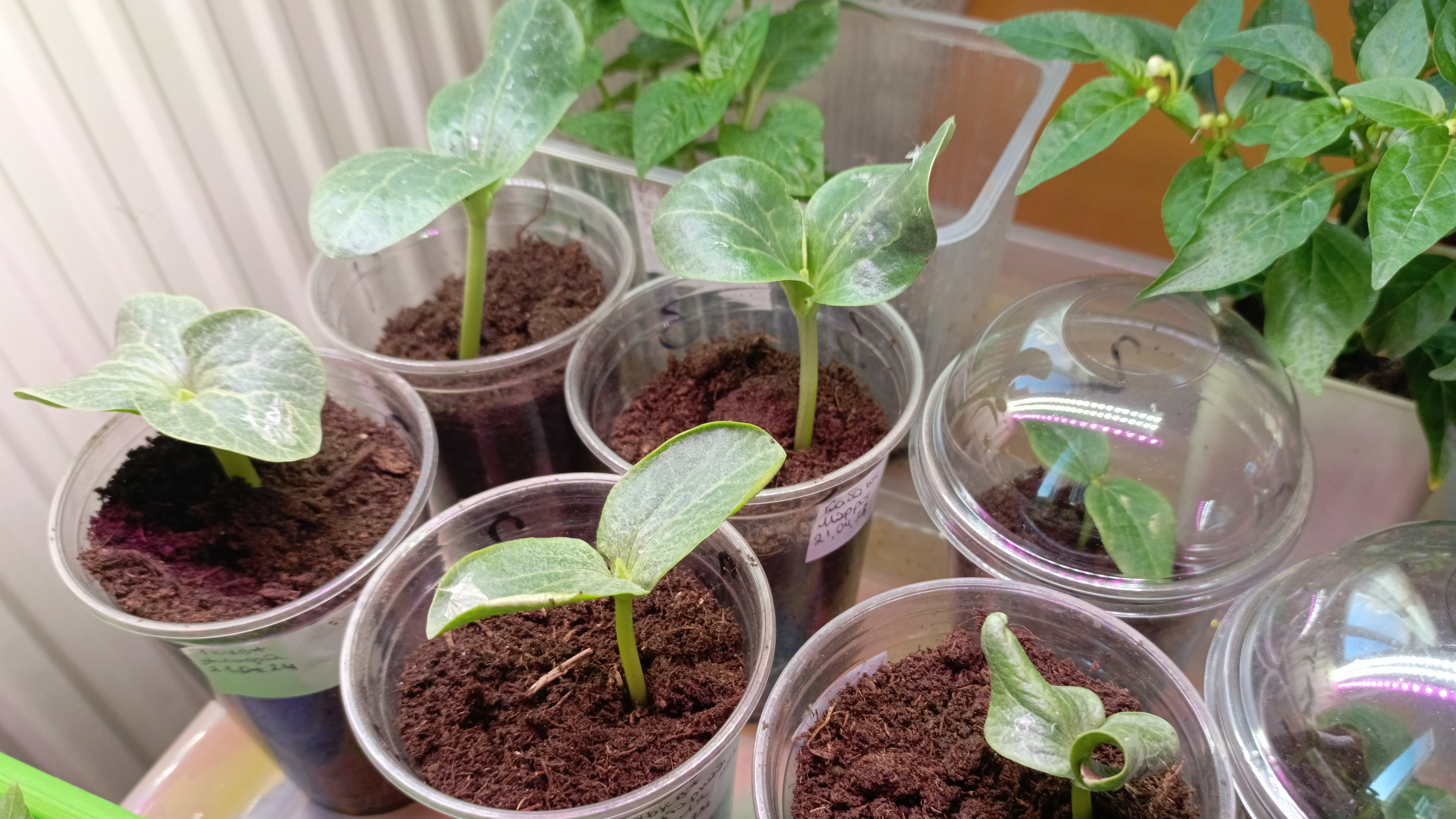 Гигантские🥒овощи🎃удивляют 🥜😳 26.04.26