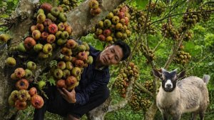 Собрал урожай редких фруктов с одного дерева. Оставил козу себе. Торговля на рынке. Энзо. Вьетнам