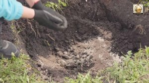 Как посадить Яблоню и Грушу. При таком способе прорастает даже лопата.
