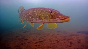 Подводные съёмки с Эвенкии.