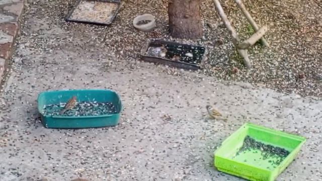 добрые и милые белки