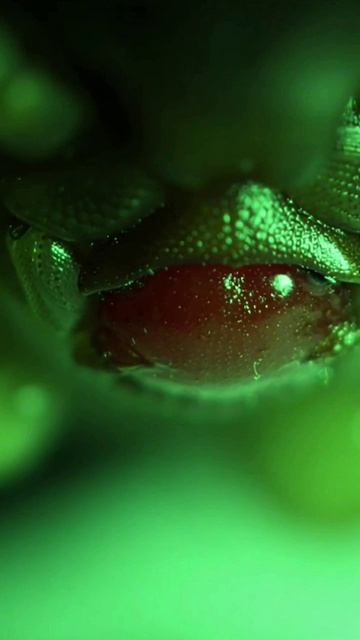 Он живёт в твоих ресницах и выползает ночью (#2 Микромонстры)