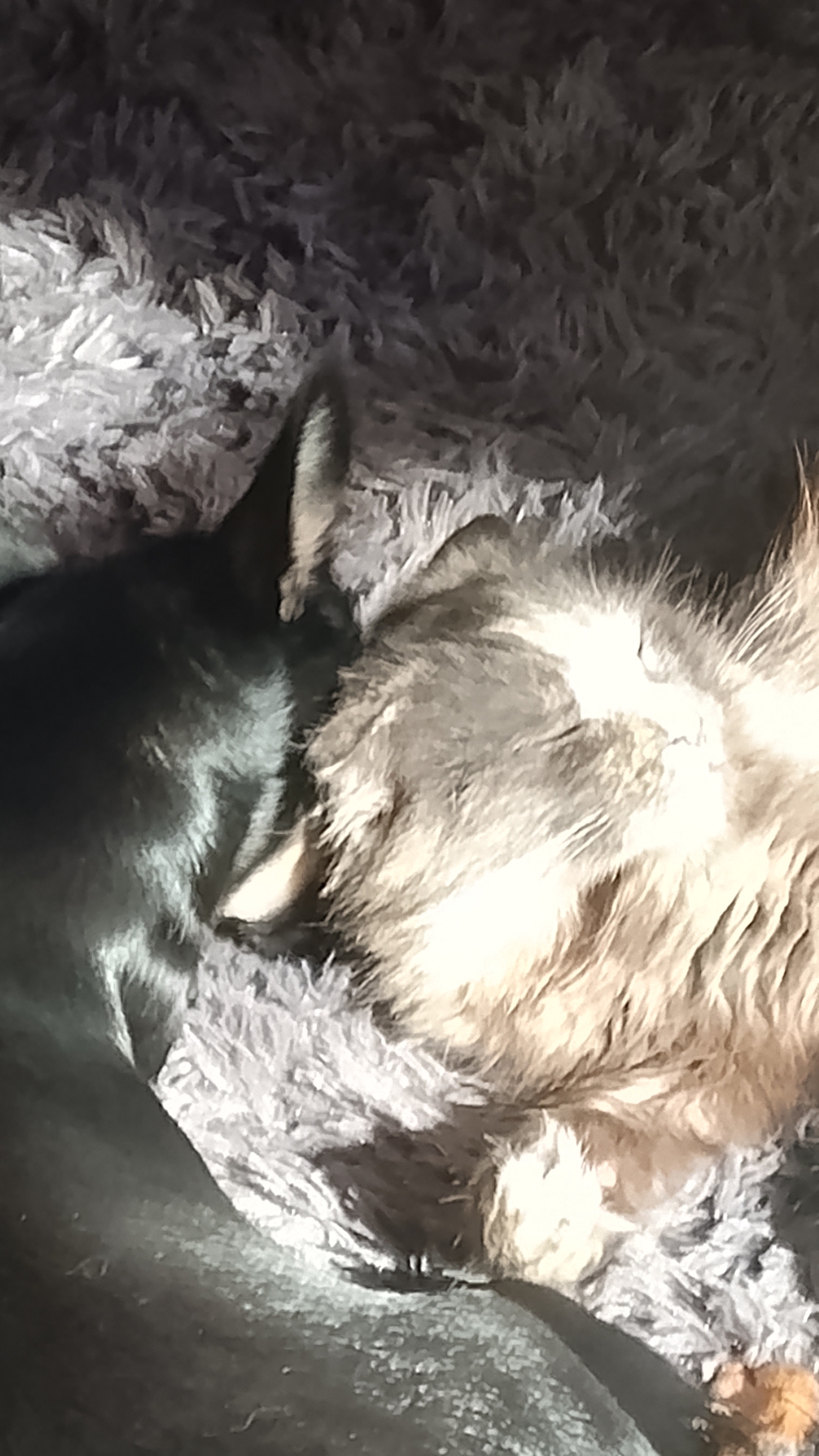 буся и Бони (Серый228)🐱🐶