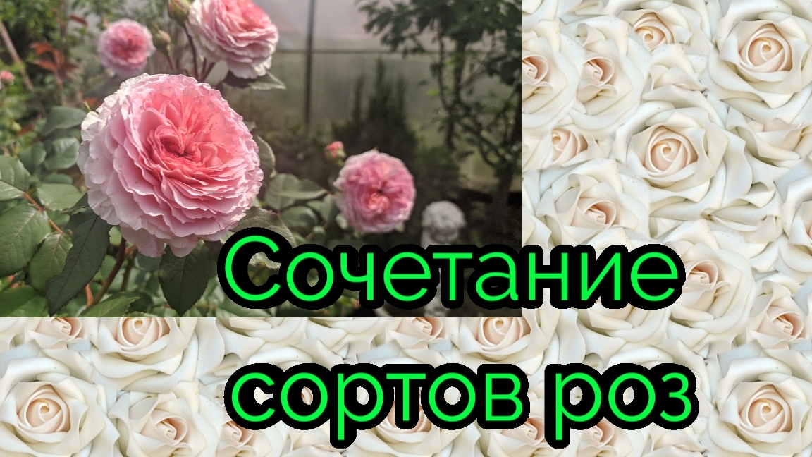 Сочетание сортов роз в моём саду. Ленинградская область.
