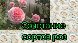 Сочетание сортов роз в моём саду. Ленинградская область.
