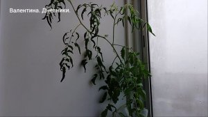 томат«Сердце красного дракона» 27.04.2026