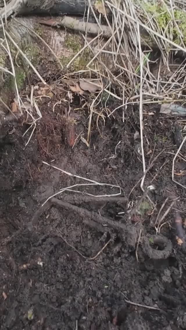 Шикарные находки с металлоискателем в заброшенной деревне.