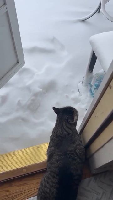 Снег, уходи!