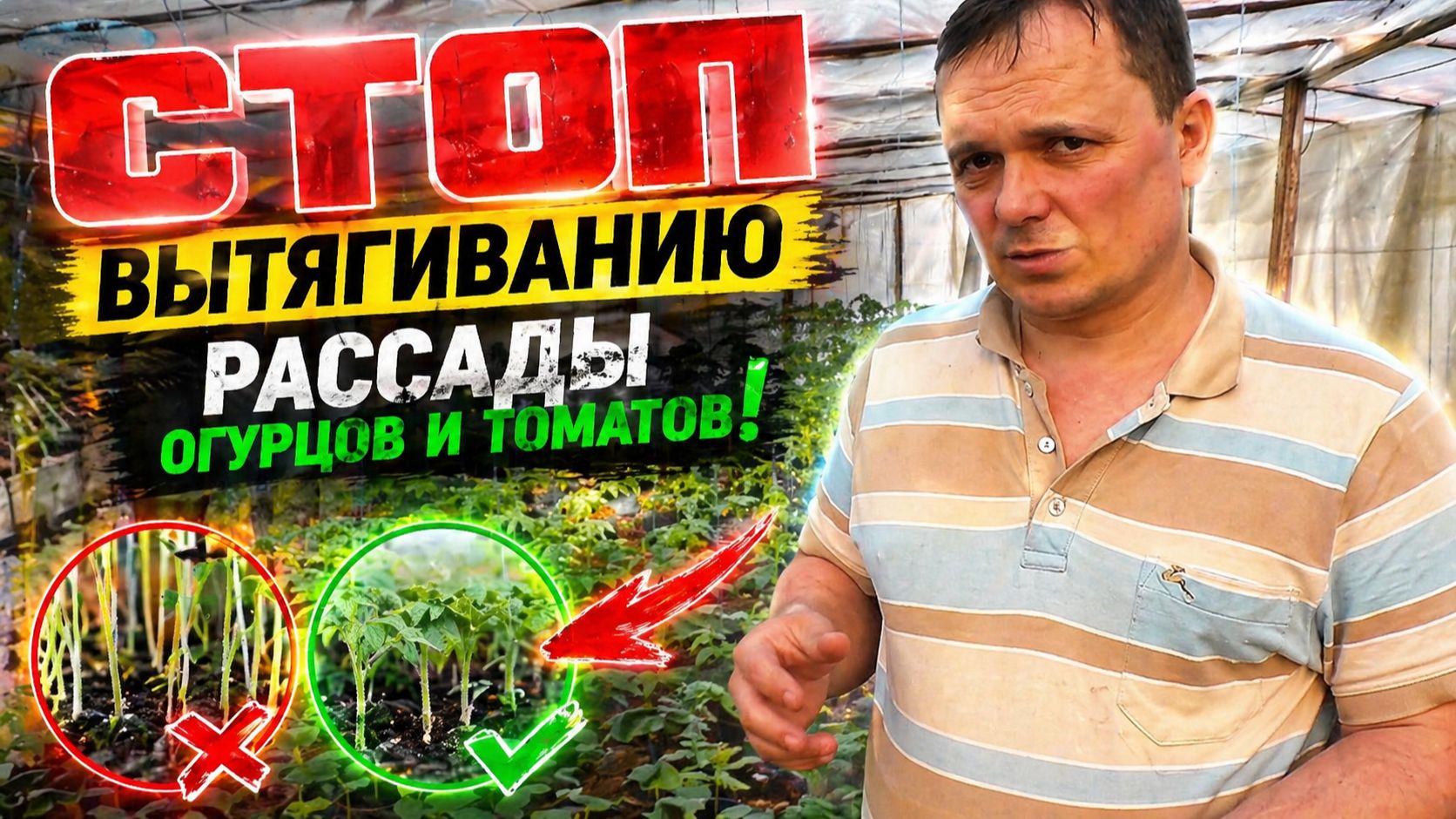 СТОП вытягиванию рассады огурцов и томатов!!! 