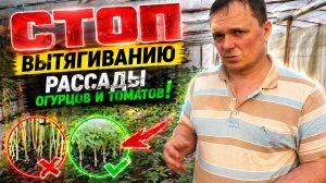 СТОП вытягиванию рассады огурцов и томатов!!! «Атлет»- мгновенная остановка!!