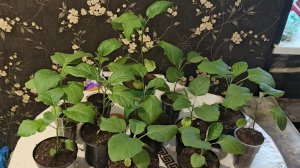 Эпопея с рассадой баклажанов продолжается,новые приключения. Привет от Томатушки🤗