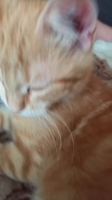 рыжий засранец